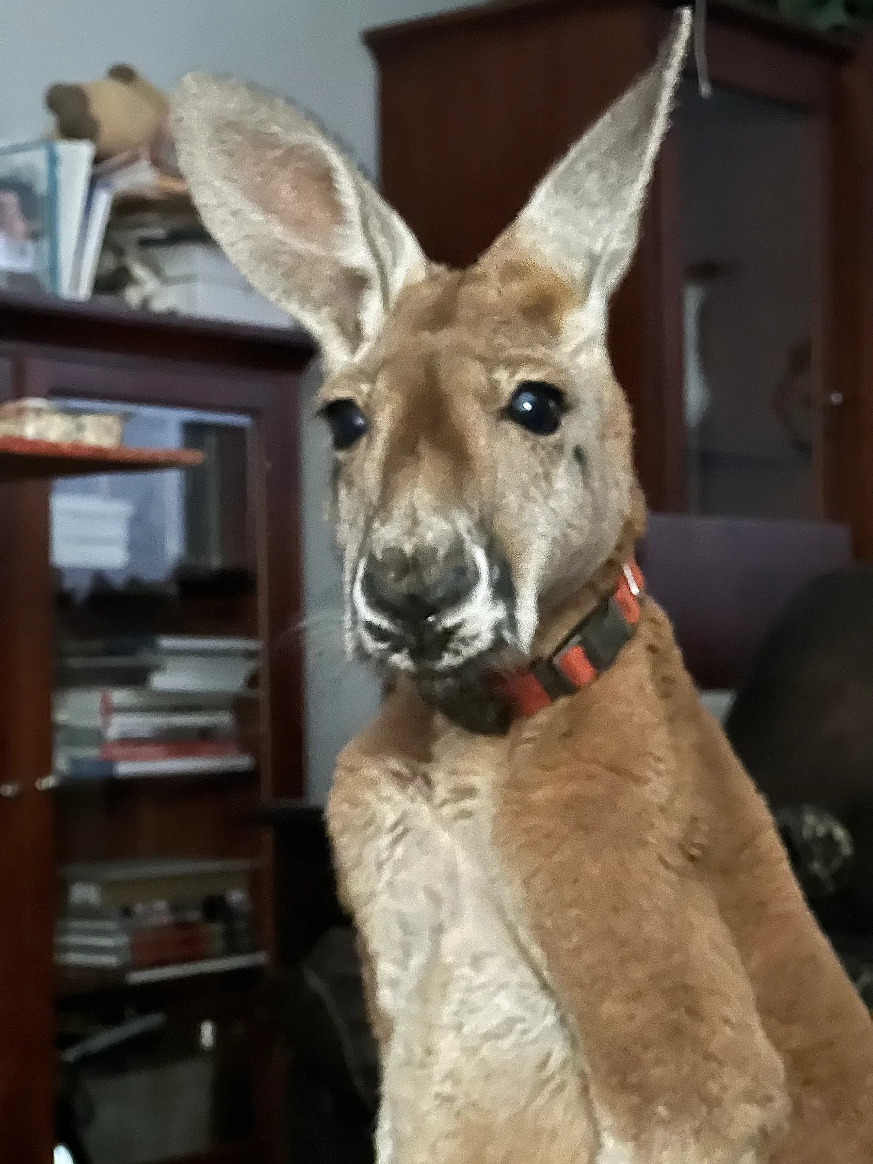Jack the kangaroo, close-up portrait with collar