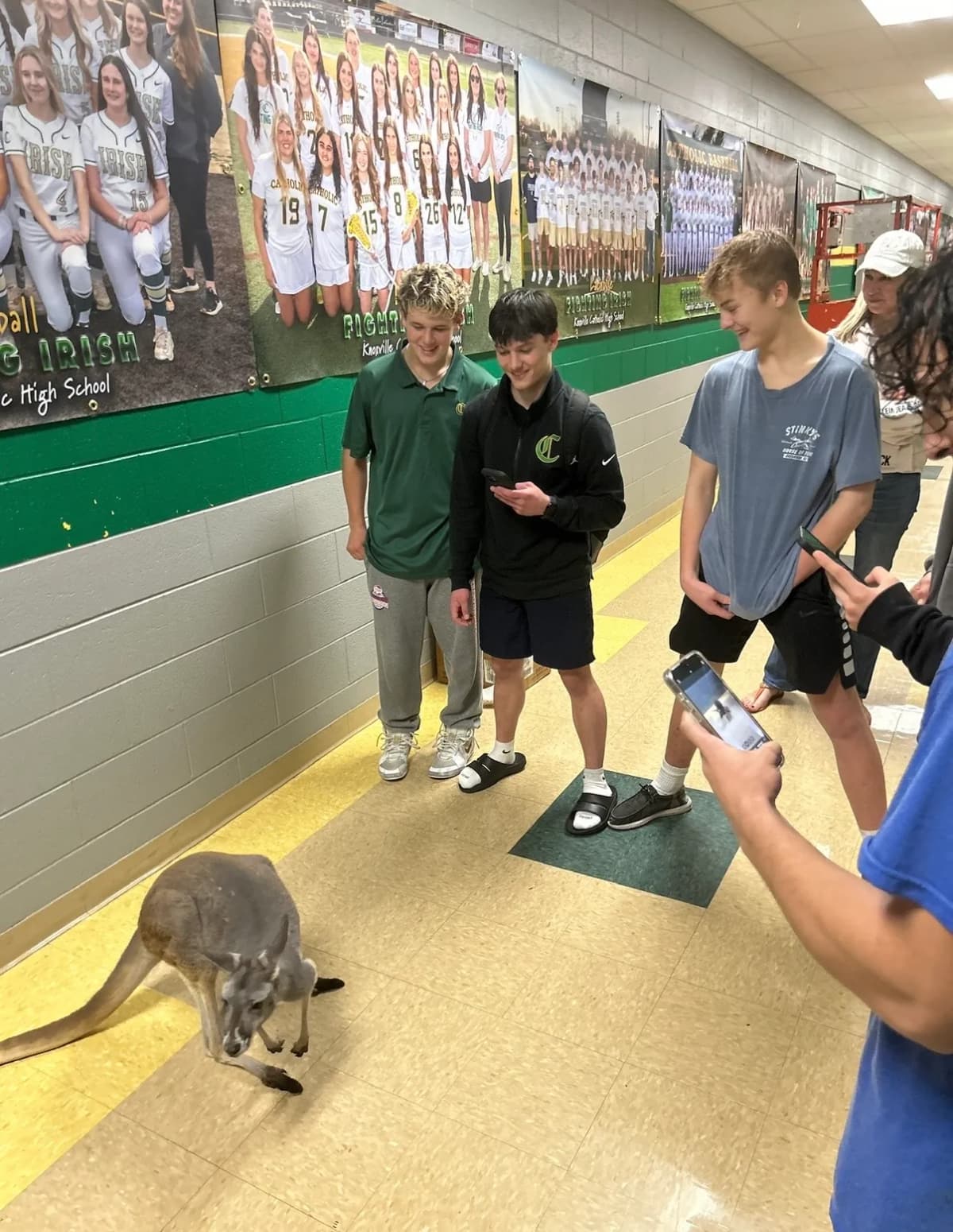 Sophie the kangaroo in a school hallway during a visit