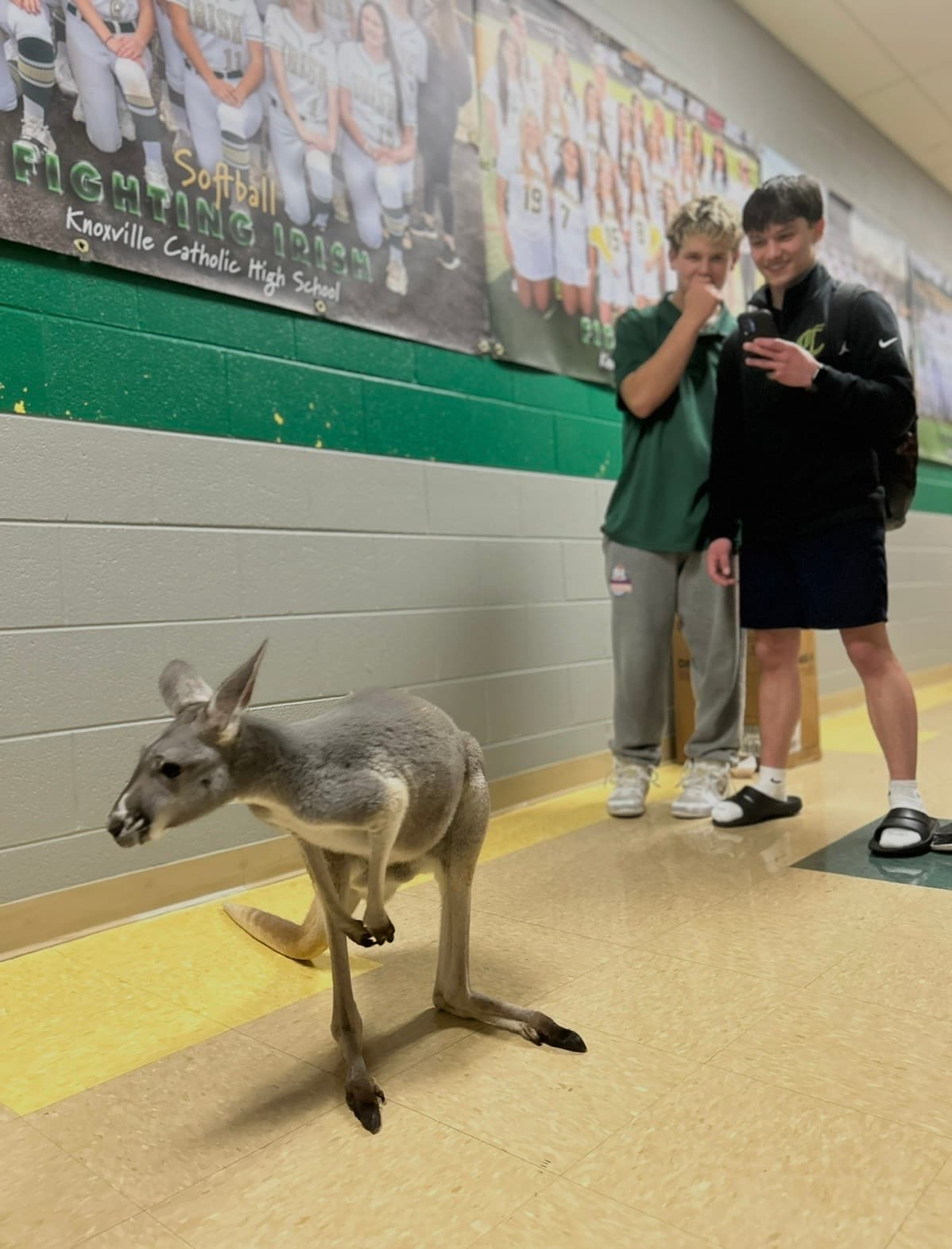 Sophie the kangaroo visiting a local school