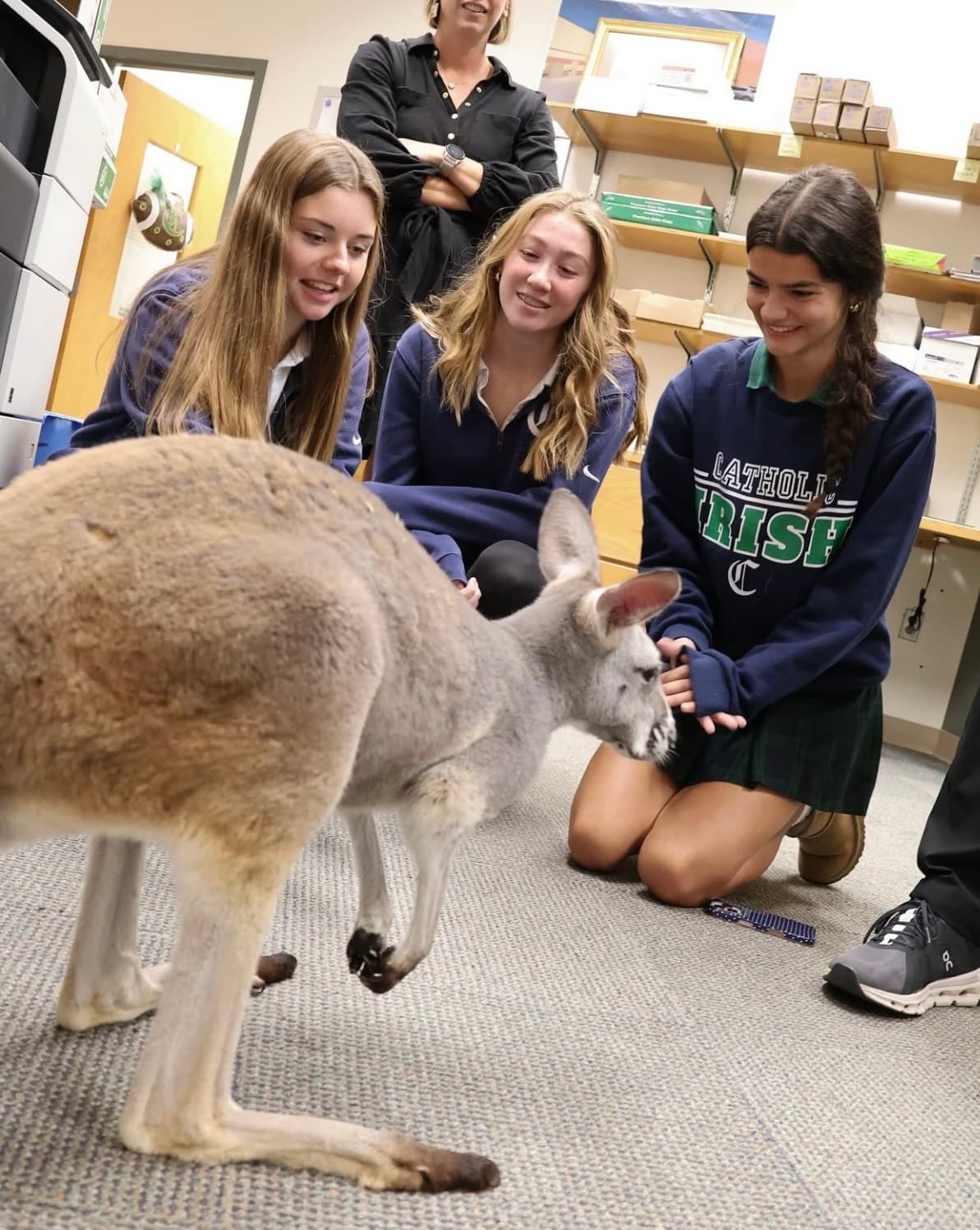 Students meeting the kangaroos in their classroom