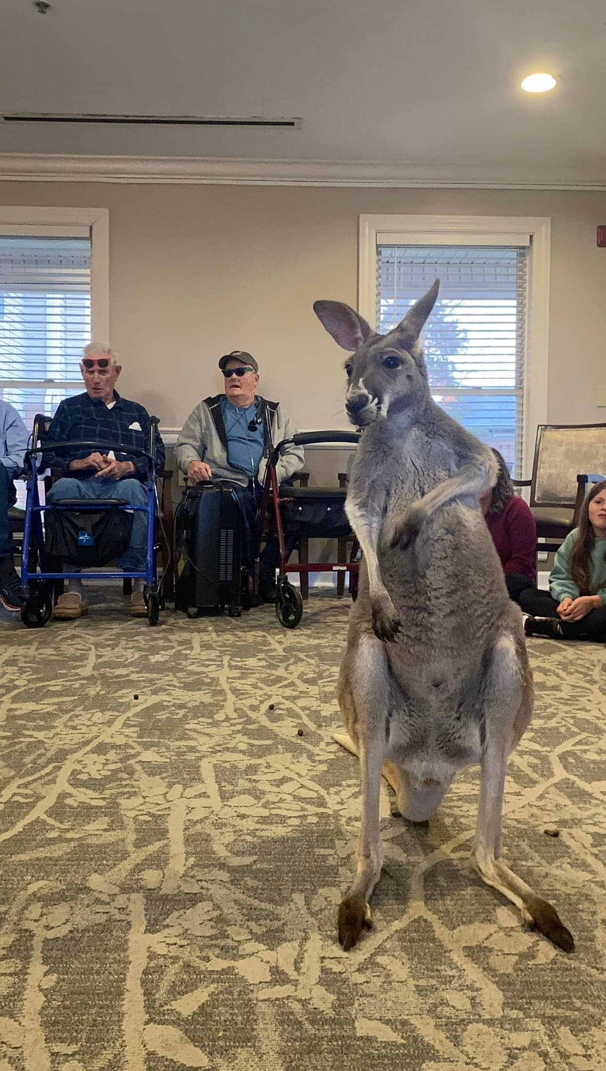 Sophie the kangaroo visiting a nursing home