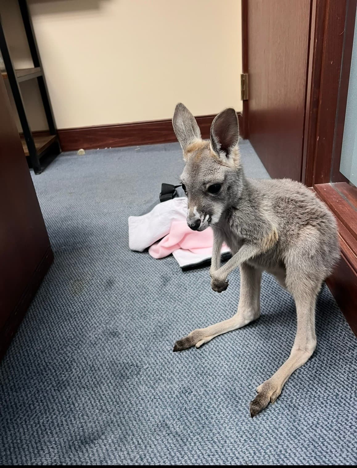 Sophie laying in the office doorway surrounded by toys