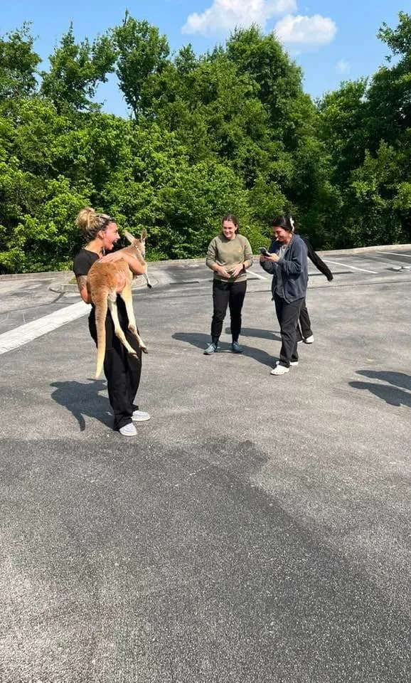People meeting Jack the kangaroo outdoors